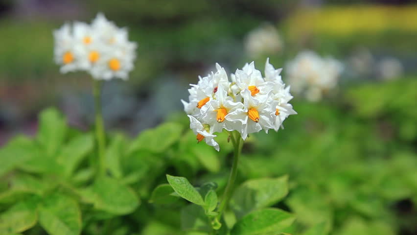 White flower of potato plant