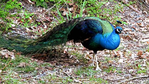 Rare video of wild peacock giving out a mating call and then dancing in monsoon