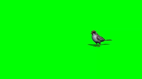 bird sparrow jumps - 3 differnt view - green screen
* 