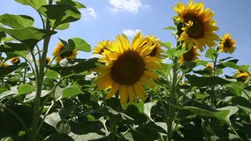 Sliding shot video of a field of sunflowers, 1080p at 25 fps./Sunflower field, slider shot