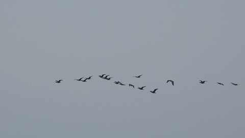 Birds fly over the sea ocean migration 