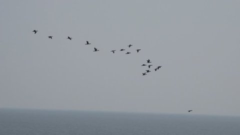 Birds fly over the sea ocean migration 