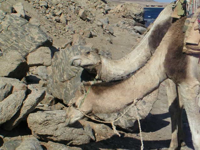 Camels in Egypt