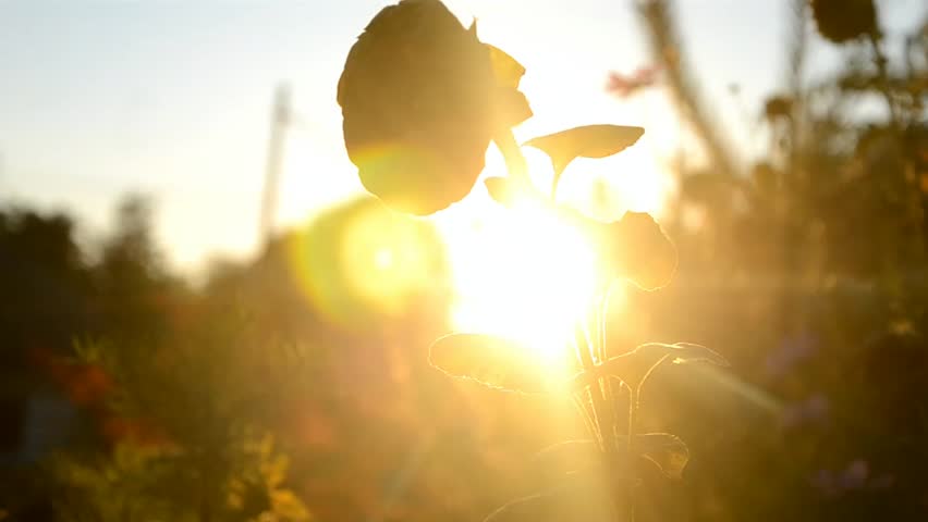 Withered Sunflower at sunset in the embrace of the sun