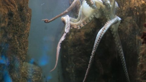 Small octopus moves in an aquarium