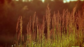 Summer grass at sunset in field with a warm light on background. Russian meadow. Shot on cinema lens. Looped clip