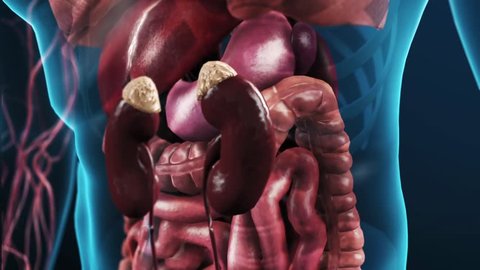 Zoom in from outside the body to the kidney showing healthy glomeruli and blood flowing through the afferent and efferent arterioles