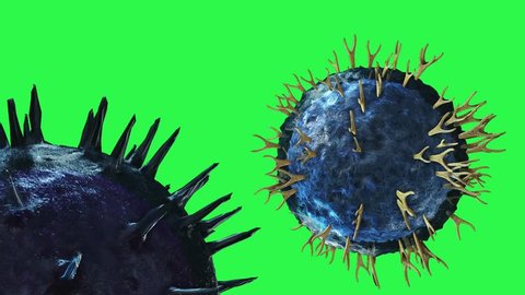 Helper-T cell and B-cell interacting with eachother fighting and transferring a virus to one another with a greenscreen background