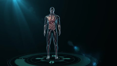Zoom-in initially of the whole body of a human male to the upper torso with transparent skin showing the cardiovascular system, lungs, heart, liver, stomach and intestines with radar graphic below