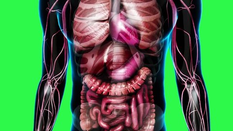Close up of the abdominal area of a human male shown with transparent skin showing the lung, heart, liver, stomach, intestines, skeletal sytem and cardiovascular system with a greenscreen background