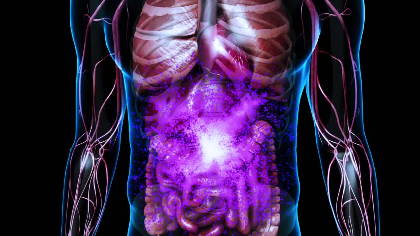 Close up shot of the abdominal area of a male human body with transparent skin showing the cardiovascular system, lungs, heart, liver, stomach and intestines with a black background Royalty-Free Stock Footage #7187671