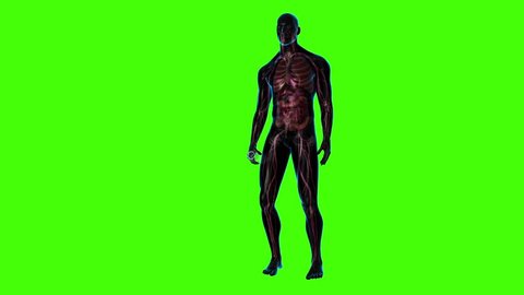 Male in anterior view running, stopping and drinking showing whole body in view with lungs, heart, liver, stomach, intestines and cardiovascular system in greenscreen a blackground