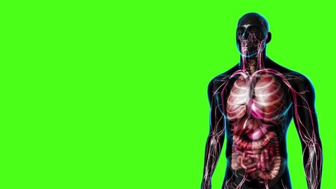 Human male in anterior view to the right of screen showing upper body with transparent skin showing the lungs, heart, liver, stomach, intestines and cardiovascular system in a greenscreen background