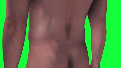 human male posterior view with slow rotation changing to transparent skin showing the kidneys, cardiovascular system and the bladder filling up with urine with a greenscreen background