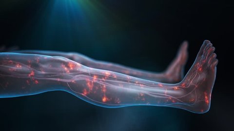 Legs in supine position with transparent skin showing the cardiovascular system and nerve pulses as red glowing particles in the legs with a dark blue background and light shining from top center