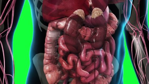 Abdominal area of a human male with transparent skin showing the lungs, stomach, intestines, heart, cardiovascular system, kidneys and the adrenal glands with a greenscreen background