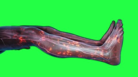 Panning shot of male shown in supine position showing the cardiovascular system and red glowing particles travelling up the body representing nerve activity with a greenscreen background