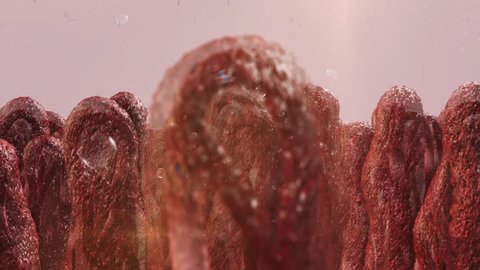Extreme closeup shot of a single intestine villus in focus with other villi in the background absorbing carbohydrate molecules with bubbles effect