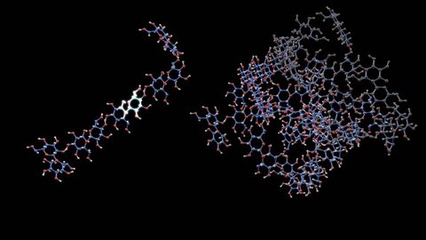 Clip showing two examples of complex saccharides; oligosaccharides and polysaccharides in a black background