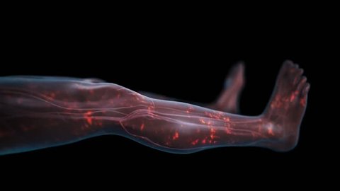 Side view of legs in supine position with transparent skin showing the cardiovascular system and nerve pulses as red glowing particles in the legs with a black background