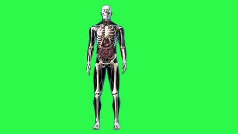 Male standing with whole body in anterior view with transparent skin showing skeletal system, lungs, liver, intestines, cardiovascular system, skull, eyes and stomach with a greenscreen background