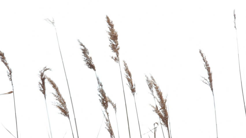 Straw moving from the wind on a white background