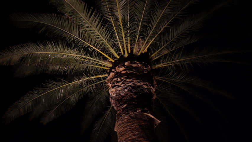 A palm tree at night.
