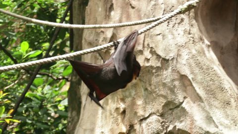 Huge Bat Giant Goldencrowned Flying Fox Stock Footage Video (100%