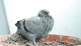 grown up pigeons in the nest nestling
