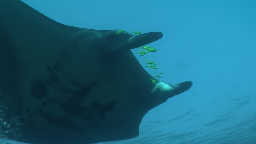 Close up of a Manta Ray swimming underwater | Shutterstock HD Video #7197475
