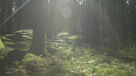 SLOW MOTION: Sunny forest ground in early spring