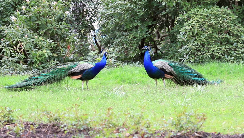 Two Peacocks Ready To Fight Stock Footage Video 100 Royalty Free 5043