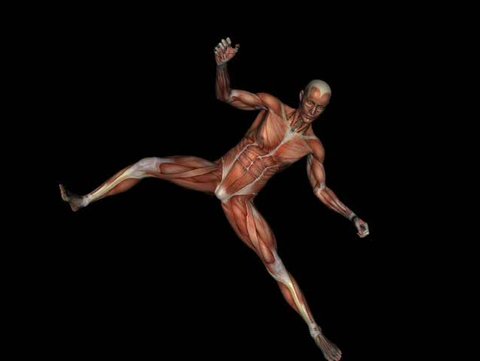 Anatomically correct medical model of the human body, muscular man. 3 D render, illustration. Fight poses.