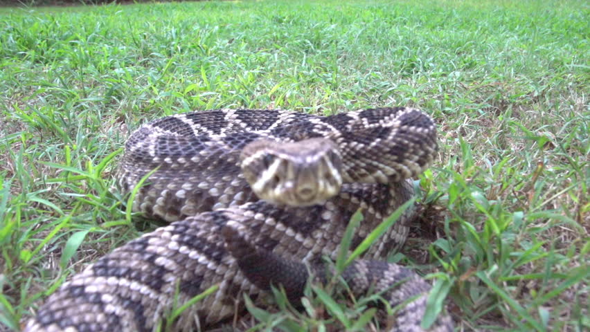 Eastern Diamondback Rattlesnake (Crotalus adamanteus) Striking camera and the venom flies, a highly venomous snake of southeastern United States. Slow-motion, 1/8th natural speed.