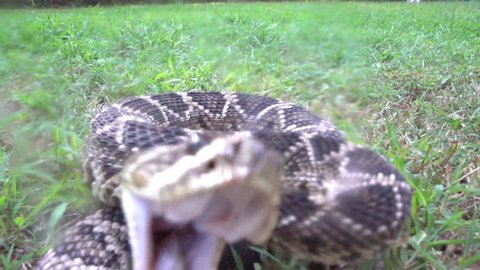 Eastern Diamondback Rattlesnake (Crotalus adamanteus) Striking camera and the venom flies, a highly venomous snake of southeastern United States. Slow-motion, 1/8th natural speed.