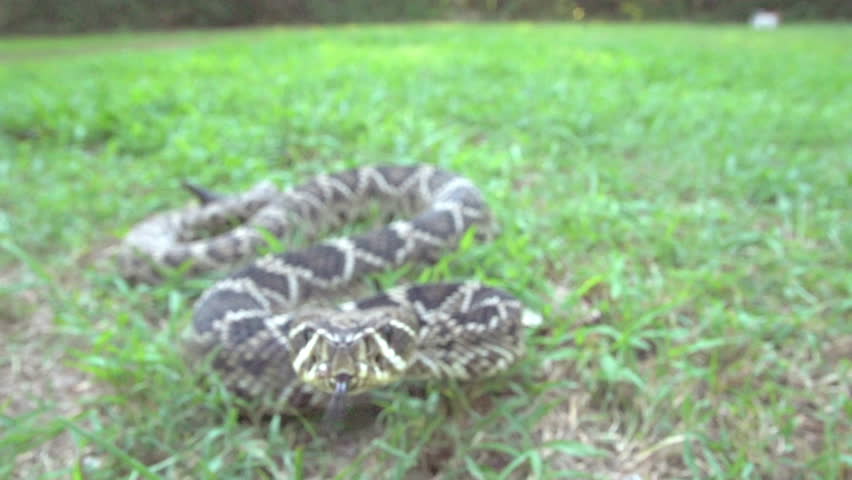 Eastern Diamondback Rattlesnake (Crotalus adamanteus) Striking camera and the venom flies, a highly venomous snake of southeastern United States. Slow-motion, 1/8th natural speed.
