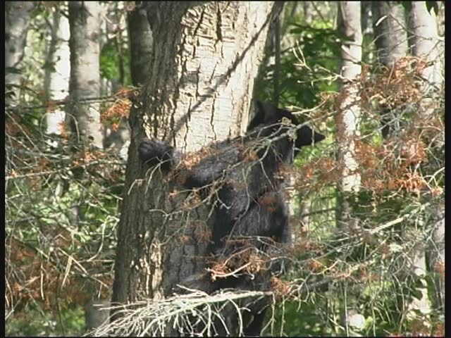 Climbing Bear