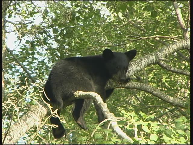Resting Bear