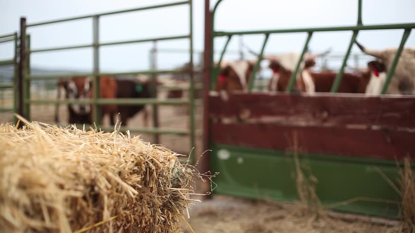 Cows and pitchfork wide