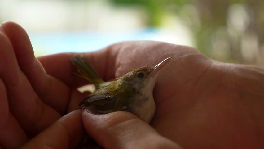 Men Holding Common Tailorbird (Orthotomus atrogularis). Closeup. HD, 1920x1080
