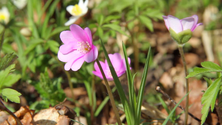 first spring flowers moving in the wind