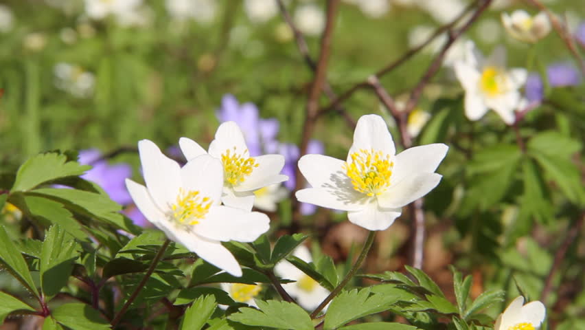 first spring flowers moving in the wind