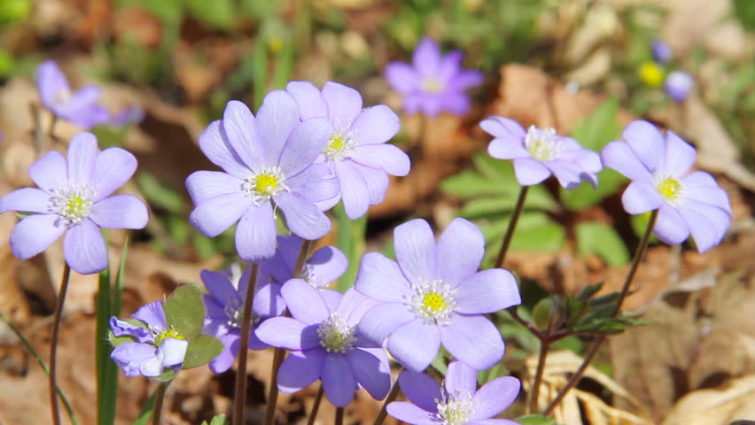 first spring flowers moving in the wind