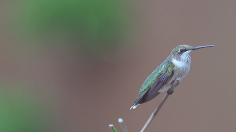 Ruby-throated Hummingbird (Archilochus colubris) female. The only hummingbird to breed east of the Mississippi River. Summer in Georgia. Filmed at 240 FPS, rendered at 1/8th natural speed.