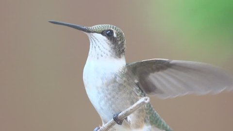 Ruby-throated Hummingbird (Archilochus colubris) female. The only hummingbird to breed east of the Mississippi River. Summer in Georgia. Filmed at 240 FPS, rendered at 1/8th natural speed. Stock Video