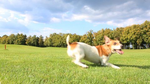 Pretty funny dog .Jack Russell Terrier jumping dancing with impatience on the grass, running and brings a toy blue disc frisbee. Sunny day for walking
