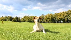 Active funny dog .Jack Russell Terrier dancing and jumping with anticipation, running after a frisbee, bring and chases. Bright of Sunny day, walking on the grass
