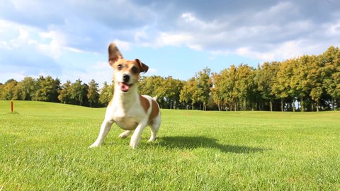 Active funny dog .Jack Russell Terrier dancing and jumping with anticipation, running after a frisbee, bring and chases. Bright of Sunny day, walking on the grass