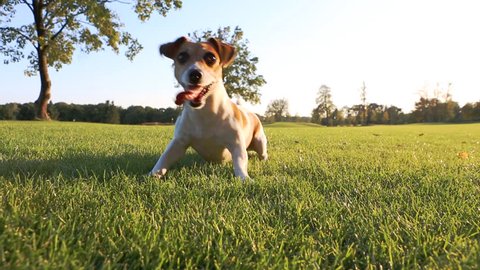 funny dog look excited dancing waits for a command aport. Carries a frisbee. Jack Russell Terrier playing