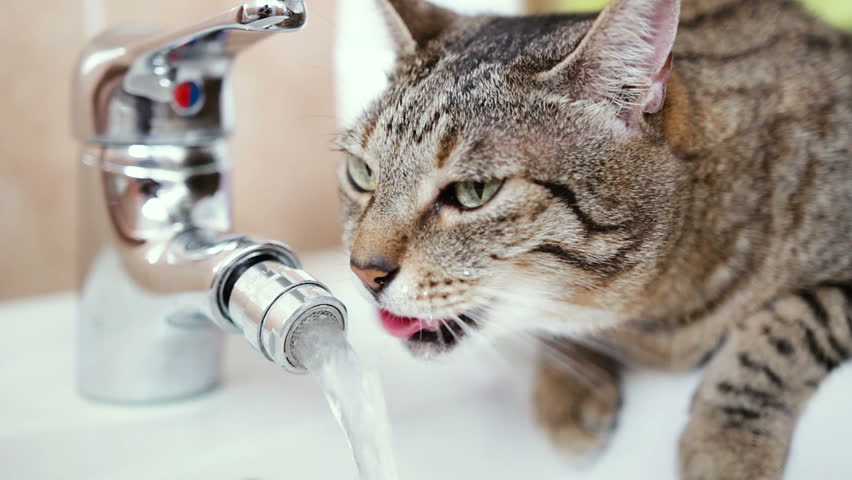 Cat Drinking Fresh Water from Stock Footage Video 100 